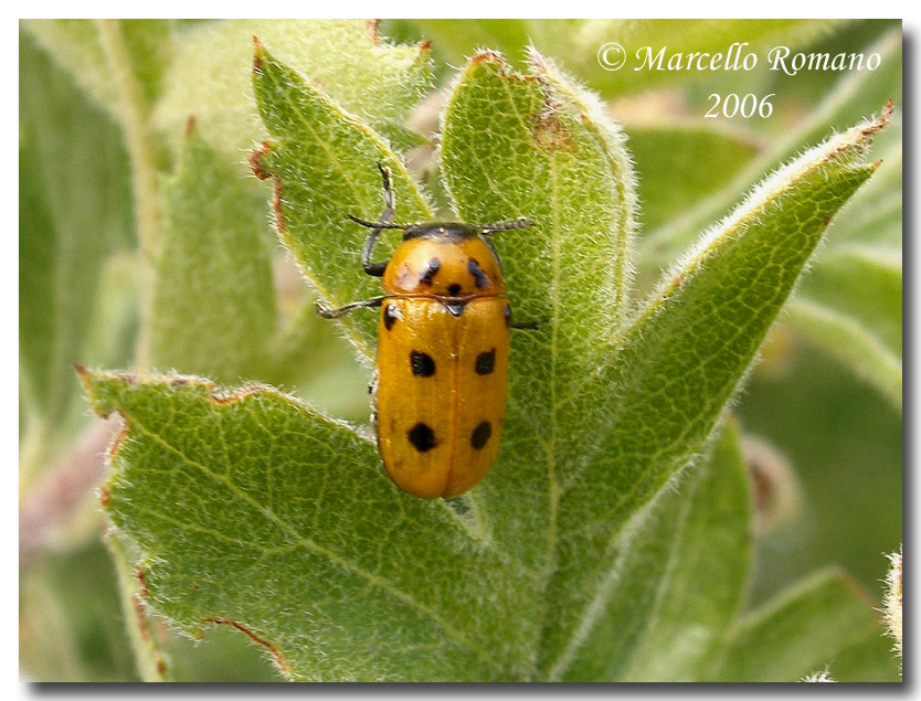 Tituboea biguttata in Sardegna e Sicilia (Col.Chrysomelidae)